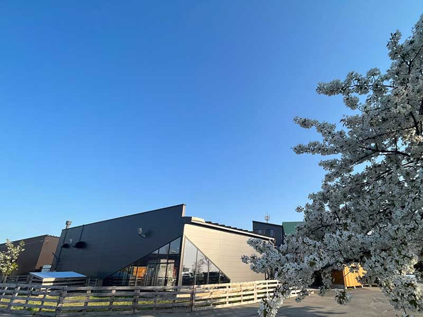 本社工場敷地内には牛や羊が放牧されている