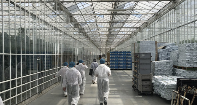 バーレンセDCは「アグリポートA7」という広大な“太陽光植物工場”の一角でオレンジパプリカを大量生産している