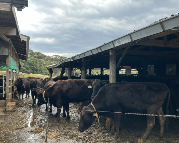鹿児島県屋久島 西橋産業の取り組み ～自然と共に歩む、屋久島の力。西橋産業の革新と品質～　　　　　　　　　 　　　　　　　　　